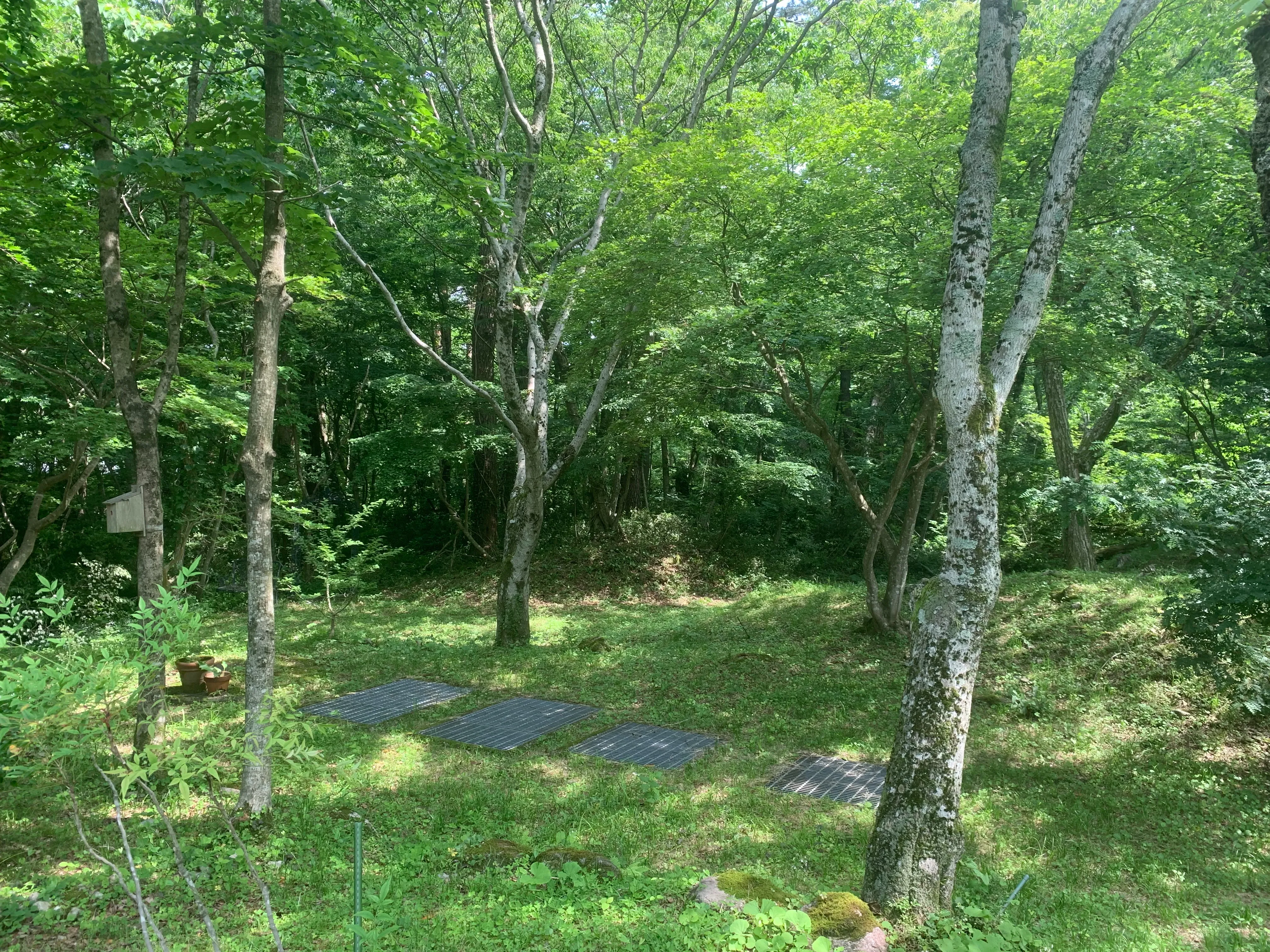 大山の豊かな自然を感じる森の風景
